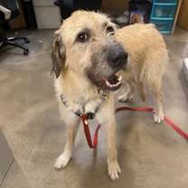 Thumbnail photo of Honey #2