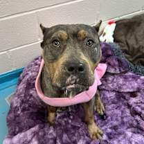 Thumbnail photo of Peaches #1