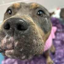 Thumbnail photo of Peaches #2