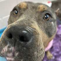 Thumbnail photo of Peaches #3