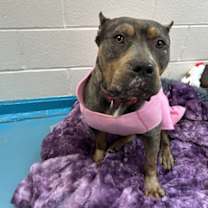 Thumbnail photo of Peaches #4