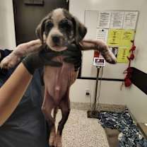 Thumbnail photo of Rolf - adopted! #1