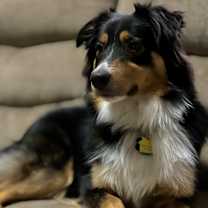 Thumbnail photo of Milo #1