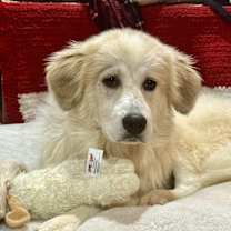 Thumbnail photo of Izzy #4