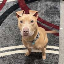 Thumbnail photo of Kuga #1