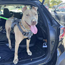 Thumbnail photo of Kuga #2