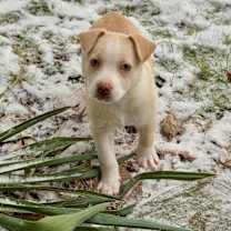 Thumbnail photo of Marshmallow #1