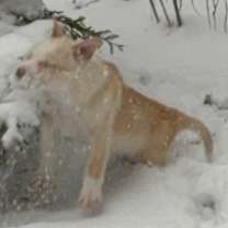 Thumbnail photo of Marshmallow #2