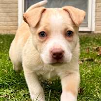 Thumbnail photo of Marshmallow #3