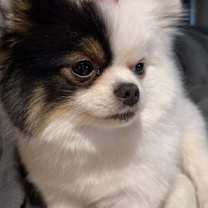 Thumbnail photo of Lucy #3