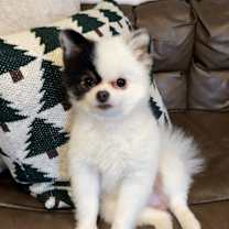 Thumbnail photo of Lucy #4