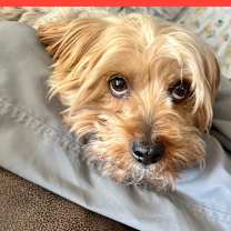 Thumbnail photo of Benny Yorkie #1