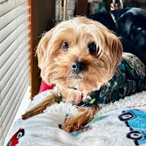 Thumbnail photo of Benny Yorkie #2