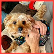 Thumbnail photo of Benny Yorkie #4