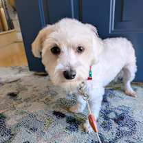 Thumbnail photo of Reginald 33 #1