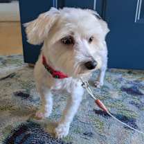 Thumbnail photo of Reginald 33 #2