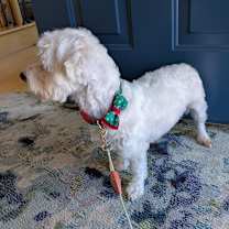 Thumbnail photo of Reginald 33 #3