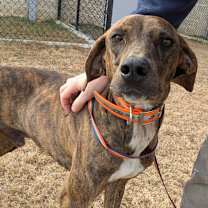 Thumbnail photo of MOXI ★ Available NOW - ADOPTION or RESCUE! #1