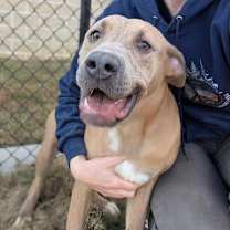 Thumbnail photo of MAGGIE ★ Available NOW - ADOPTION or RESCUE! #1