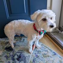 Thumbnail photo of Reginald 33 #4