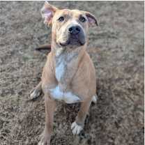 Thumbnail photo of MAGGIE ★ Available NOW - ADOPTION or RESCUE! #2