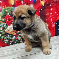 Thumbnail photo of Cheer #2