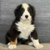 Thumbnail photo of Gus #1