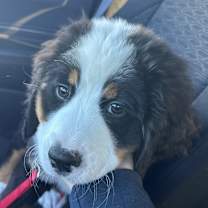 Thumbnail photo of Gus #2