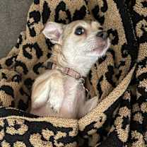 Thumbnail photo of Soda Pup #4