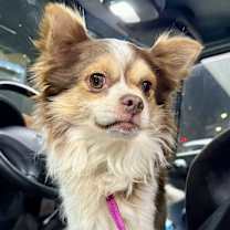 Thumbnail photo of Jack Frost #3