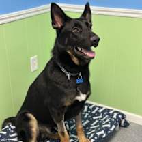 Thumbnail photo of Chaz #2