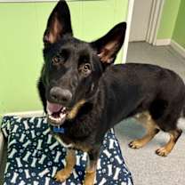 Thumbnail photo of Chaz #3