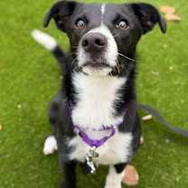 Thumbnail photo of Banjo #1