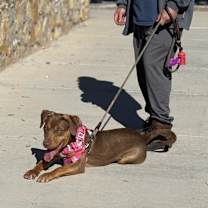 Thumbnail photo of Pawloma #3