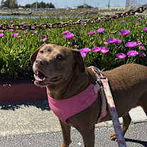 Thumbnail photo of Bailey #4