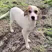 Thumbnail photo of Lyra #1