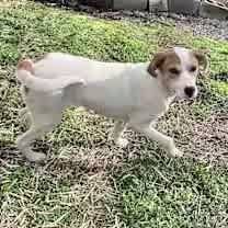 Thumbnail photo of Lyra #4