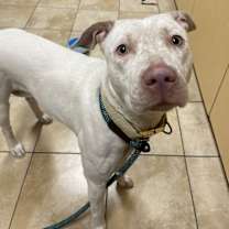 Thumbnail photo of Snowy #3