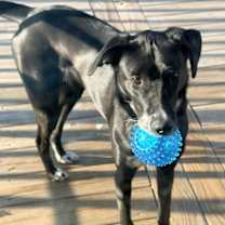 Thumbnail photo of Gamora #3