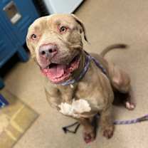 Thumbnail photo of Komodo #3