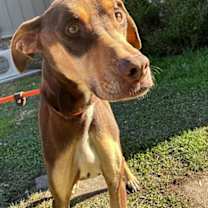 Thumbnail photo of Snickers #1