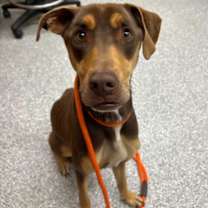 Thumbnail photo of Snickers #2