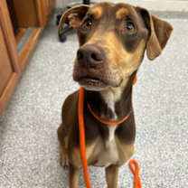 Thumbnail photo of Snickers #3