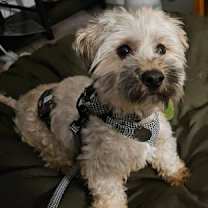 Thumbnail photo of Pudding #2