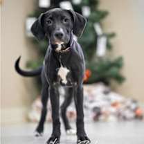 Thumbnail photo of Holly #1