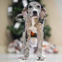 Thumbnail photo of Cider #2