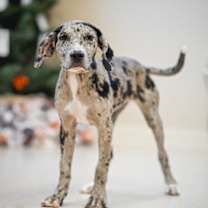 Thumbnail photo of Cider #3