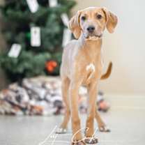 Thumbnail photo of Spruce #2