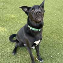 Thumbnail photo of Lucky Charm #2