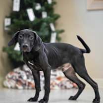 Thumbnail photo of Truffle #2